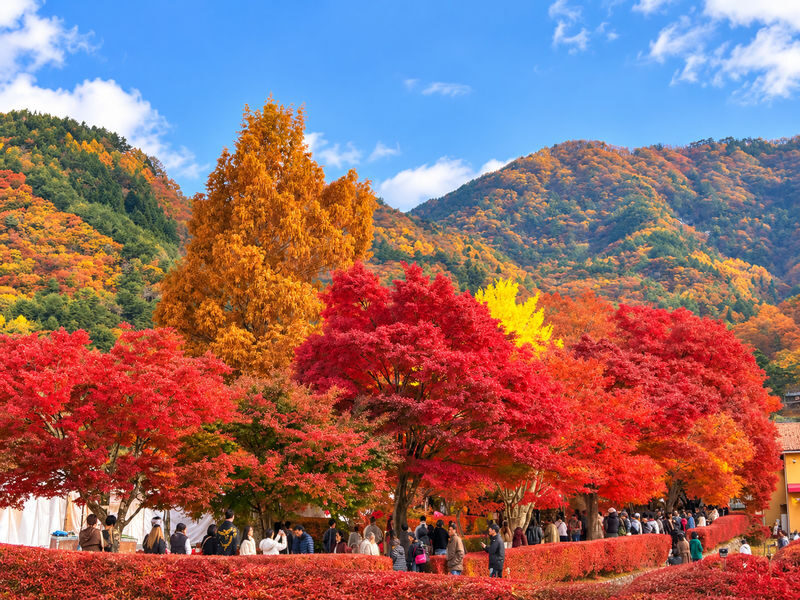 Tokyo Mount Fuji & Lake Kawaguchiko Day Trip (Including Live Sumo Performance) - Who should book this tour?
