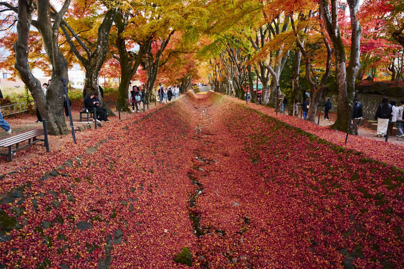 Tokyo Mount Fuji & Lake Kawaguchiko Full-Day Tour with Private Car - Mount Fuji views depend on the sky