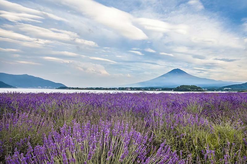 Tokyo Mount Fuji & Lake Kawaguchiko Full-Day Tour with Private Car - Flexibility is useful, but ask clear questions