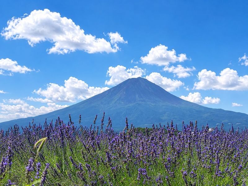Tokyo Mount Fuji, Lake Kawaguchiko, Oshino Hakkai Day Tour - What the price buys, and what to check
