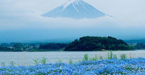 Tokyo: Mount Fuji or Hakone Customized Private Full-Day Trip - Communication and Emergency Protocols