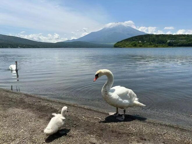 Tokyo: Mount Fuji Views & KABA Amphibious Bus Day Tour (OPT) - Lake Yamanaka Adventure