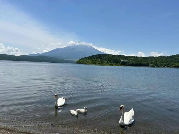 Tokyo: Mount Fuji Views & KABA Amphibious Bus Day Tour (OPT) - Frequently Asked Questions