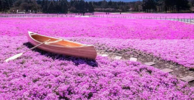 Tokyo: Mount Fuji, Yamanaka Lake, Kawaguchiko Lake Day Trip - Important Information and Guidelines
