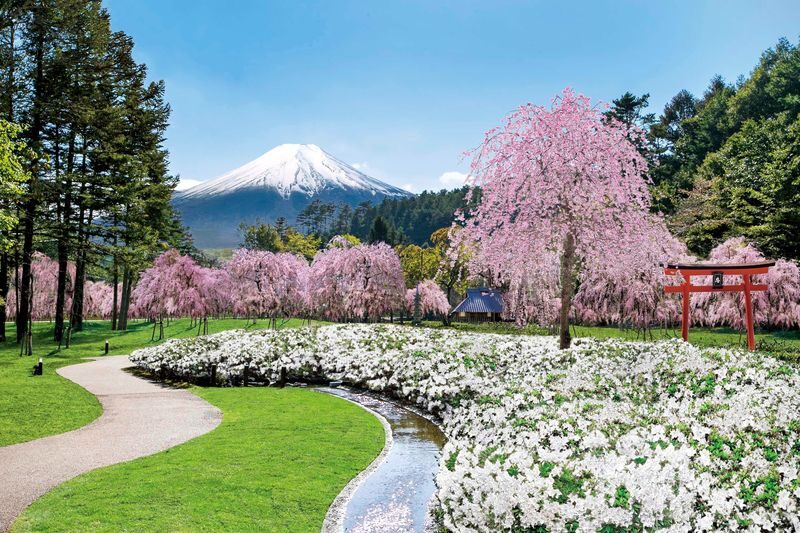 Tokyo Mt Fuji 5th St & Hakone Cruise Bus Tour w/Bullet Train return option - A big day beyond Tokyo