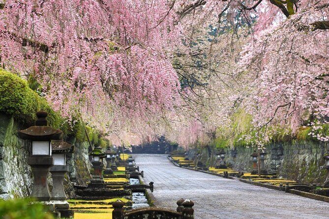 Tokyo: Mt. Fuji Cherry Blossoms and Tea picking Tour - Final Thoughts