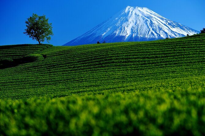 Tokyo: Mt. Fuji Cherry Blossoms and Tea picking Tour - FAQ