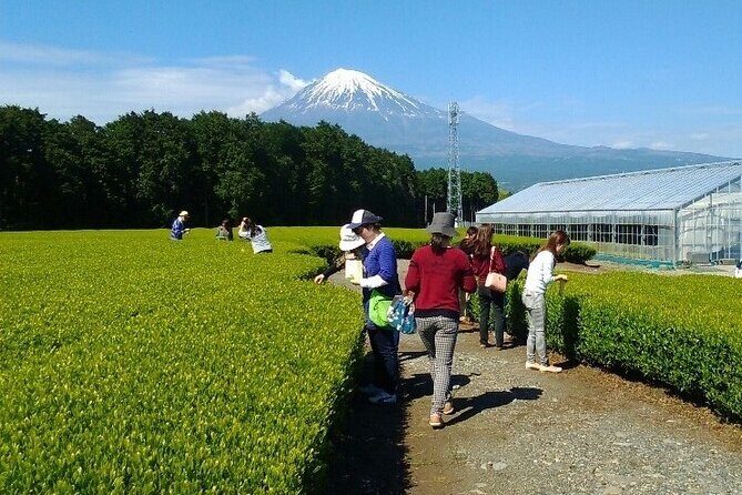 Tokyo: Mt. Fuji Cherry Blossoms and Tea picking Tour - Exploring the Itinerary in Detail