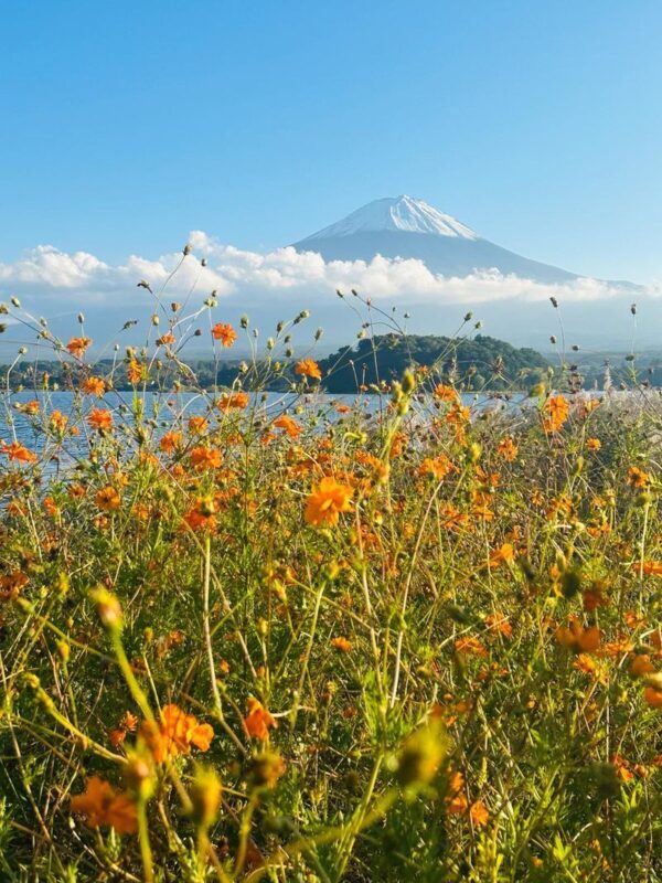 Tokyo Mt. Fuji Full-Day Private Customizable Tour - Should you book it?