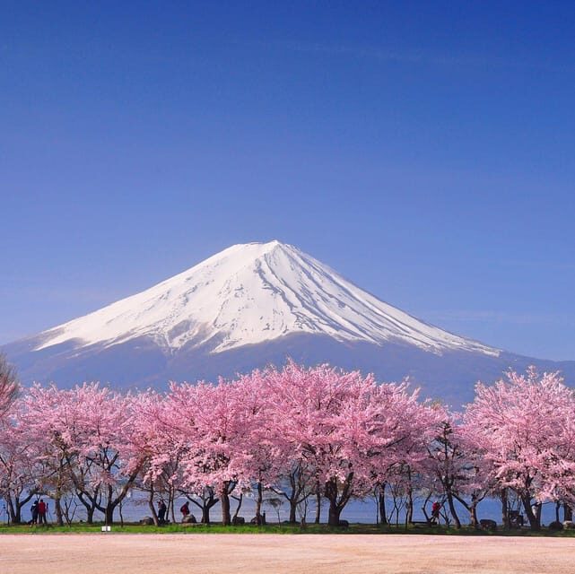 Tokyo: Mt. Fuji & Hakone Cherry Blossoms Private Day Tour - Good To Know  
