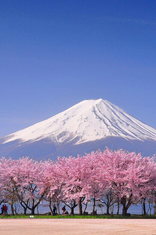 Tokyo: Mt. Fuji & Hakone Cherry Blossoms Private Day Tour - FAQs
