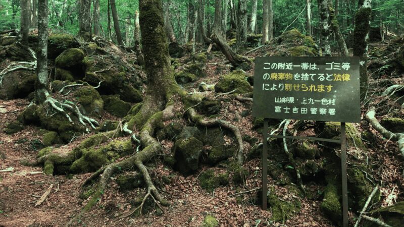 Tokyo: Mt. Fuji Hidden Gems and Aokigahara Forest Tour - Good To Know