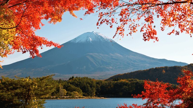 Tokyo: Mt. Fuji Hidden Gems and Aokigahara Forest Tour - An Authentic Look at the Tour Experience