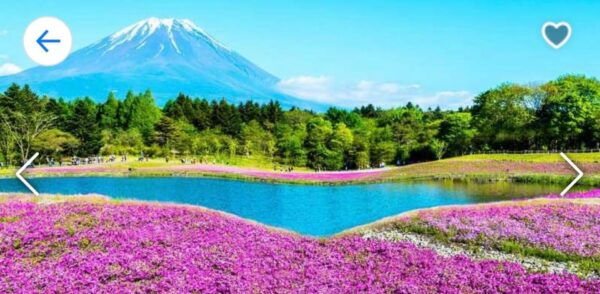 Tokyo: Mt. Fuji, Kawaguchi Lake, & Oshino Hakkai Day Trip - Important Guidelines