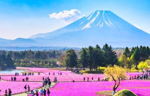 Tokyo: Mt.Fuji Kawaguchiko, Oshino Hakkai,Matcha-Making Tour - Important Information to Note