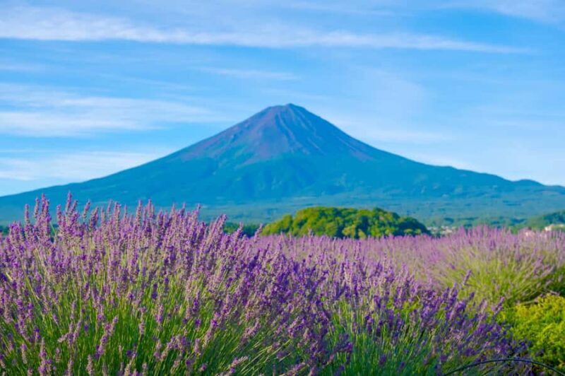 Tokyo: Mt. Fuji, Makaino Farm, and Lake Kawaguchi Tour - Exploring the Day: A Step-by-Step Breakdown