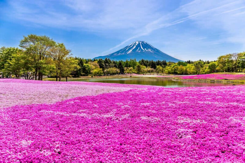 Tokyo: Mt. Fuji Photo Spots, Pink Moss & Cherry Blossom Tour - Good To Know