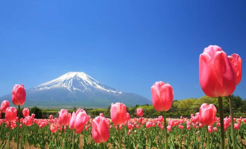 Tokyo: Mt. Fuji Photo Spots, Pink Moss & Cherry Blossom Tour - Introduction: A Scenic Spring Day Near Tokyo