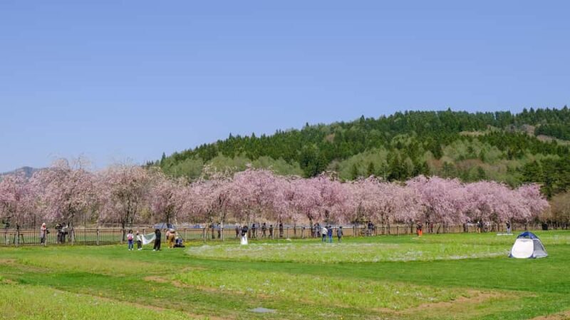 Tokyo: Mt. Fuji Photo Spots, Pink Moss & Cherry Blossom Tour - Final Thoughts: Who Will Love This Tour?