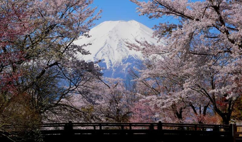 Tokyo: Mt. Fuji Photo Spots, Pink Moss & Cherry Blossom Tour - FAQ