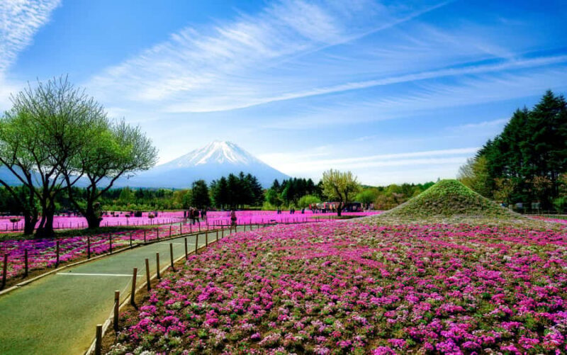 Tokyo: Mt. Fuji Photo Spots, Pink Moss & Cherry Blossom Tour - An In-Depth Look at the Tour Itinerary