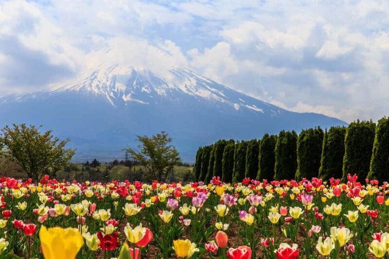 Tokyo: Mt. Fuji Photo Spots, Pink Moss & Cherry Blossom Tour - Analyzing the Value