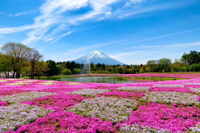 Tokyo: Mt. Fuji Photo Spots, Pink Moss & Cherry Blossom Tour - Who Should Consider This Tour?