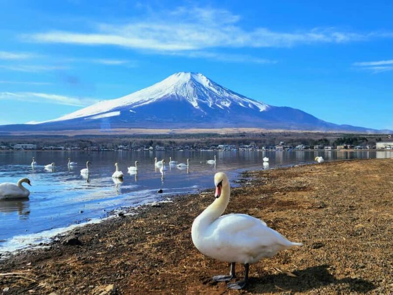 Tokyo: Mt Fuji Signature 6 Scenic Spots Tour & Lake Yamanaka - The Sum Up