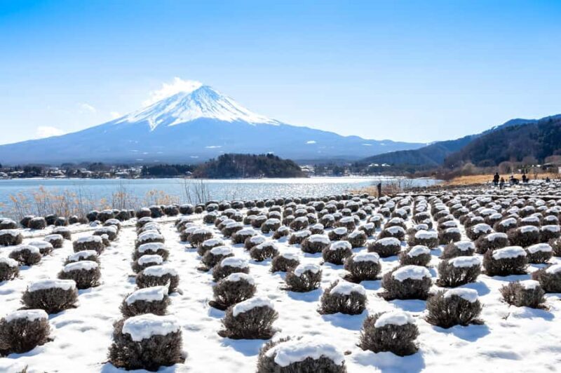 Tokyo: Mt. Fuji View with Fujiten Snow Fun & Oishi Park Tour - Good To Know