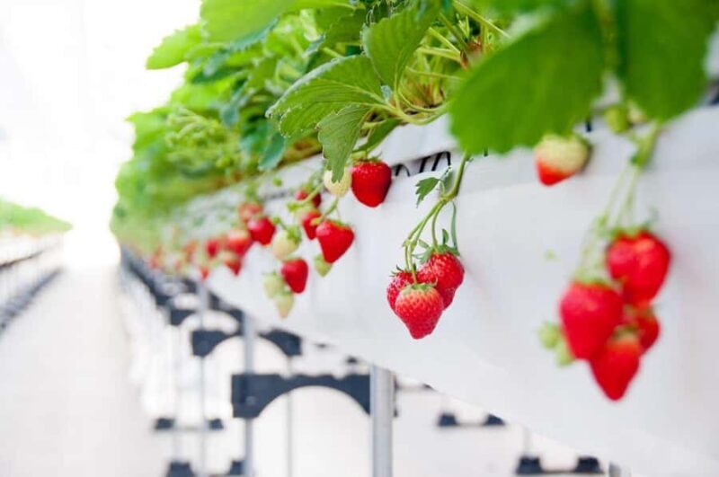 Tokyo: Mt. Fuji Yeti Ski, Hot Spring & Fruit Picking Tour - Exploring the Details of the Tour