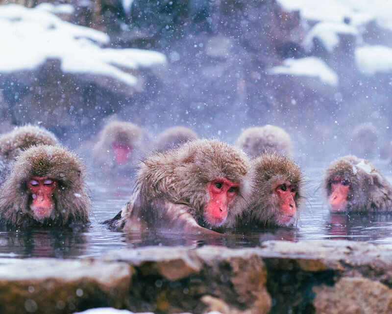 Tokyo | Nagano Departure: Jigokudani Monkey Park Snow Monkey Hot Spring, Beef Sukiyaki | Togakushi Shrine Secret, Zenkoji Nakamise-dori | Limited-time Iiyama Snow Hut, Beef Sukiyaki - At a glance: three ways to see Nagano