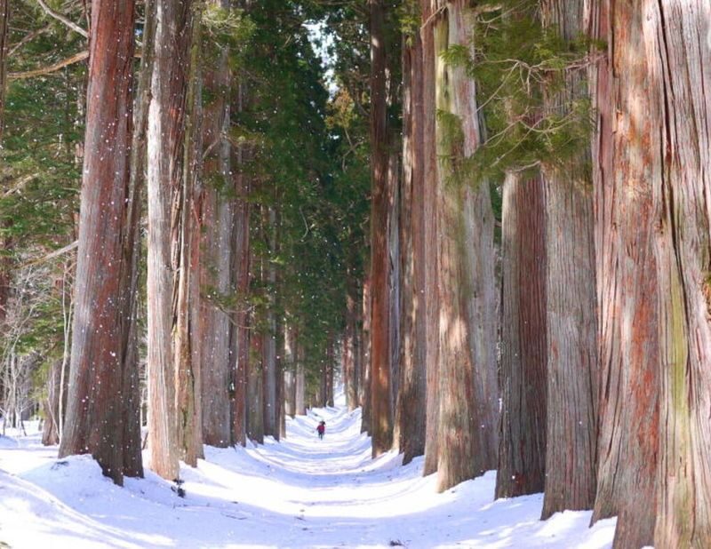 Tokyo | Nagano Departure: Jigokudani Monkey Park Snow Monkey Hot Spring, Beef Sukiyaki | Togakushi Shrine Secret, Zenkoji Nakamise-dori | Limited-time Iiyama Snow Hut, Beef Sukiyaki - Choose the day you want, not just the headline stop