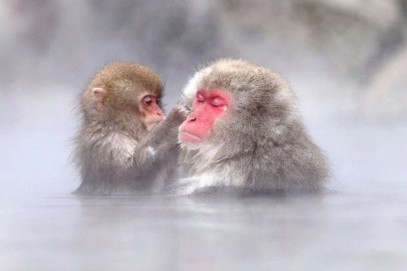 Tokyo | Nagano Departure: Jigokudani Monkey Park Snow Monkey Hot Spring, Beef Sukiyaki | Togakushi Shrine Secret, Zenkoji Nakamise-dori | Limited-time Iiyama Snow Hut, Beef Sukiyaki - Lunch, guides, and the value of the package