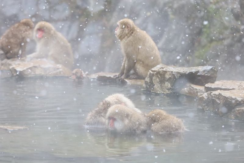 Tokyo | Nagano Departure: Jigokudani Monkey Park Snow Monkey Hot Spring, Beef Sukiyaki | Togakushi Shrine Secret, Zenkoji Nakamise-dori | Limited-time Iiyama Snow Hut, Beef Sukiyaki - Winter comfort and small-group realities