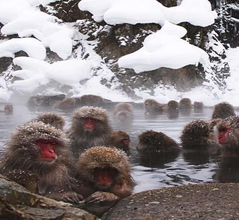 Tokyo: Nagano Private Day Tour with Guide and Transfer - Practical Tips for Making the Most of Your Day