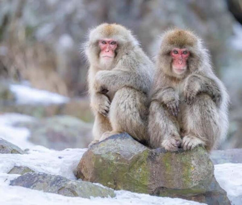 Tokyo: Nagano Private Tour with Igloo Village & snow Monkeys - Culinary Aspects and Local Flavors 