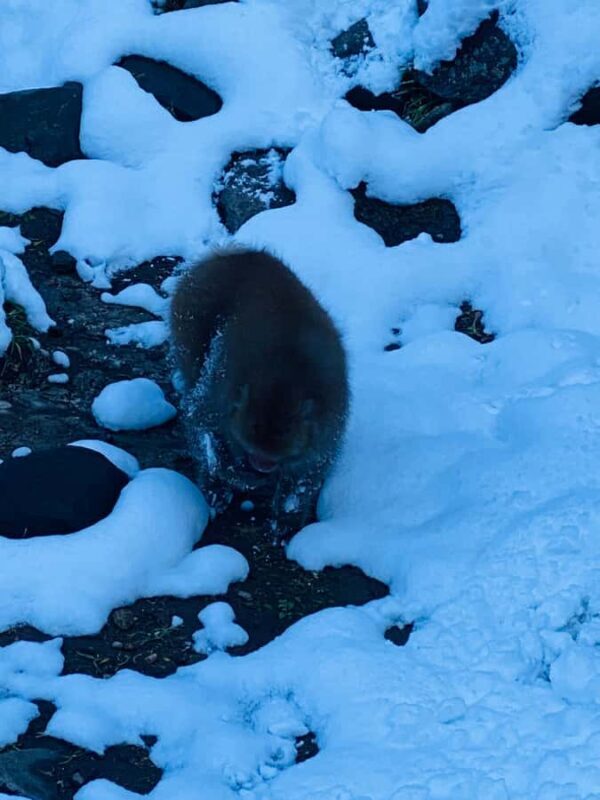 Tokyo/Nagano: private Tour with Snow Monkey Park & Temples - The Journey from Tokyo to Nagano