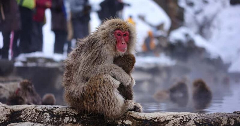 Tokyo: Nagano Snow Monkey and Zenkoji Temple Private Tour - An In-Depth Look at the Experience
