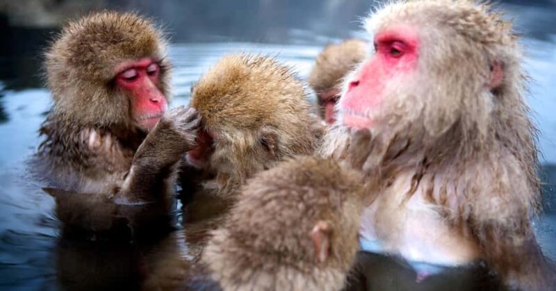Tokyo: Nagano Snow Monkey and Zenkoji Temple Private Tour - FAQ