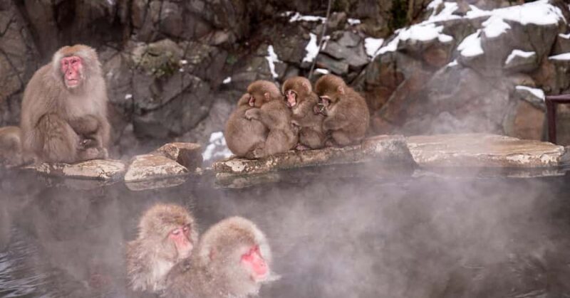 Tokyo: Nagano Snow Monkey and Zenkoji Temple Private Tour - Good To Know
