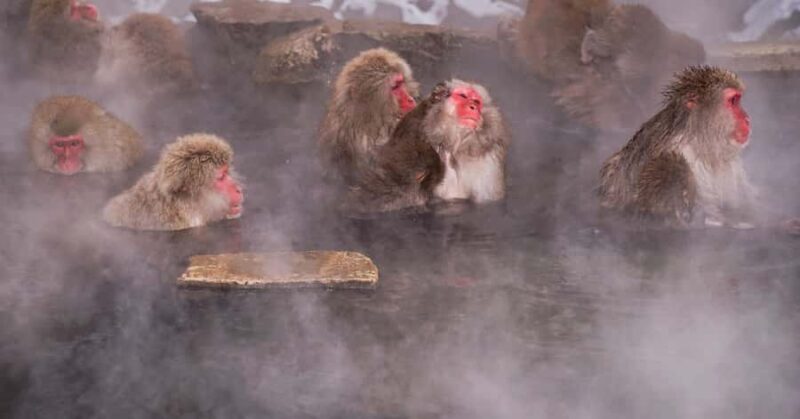 Tokyo: Nagano Snow Monkey and Zenkoji Temple Private Tour - An Authentic Day Exploring Nagano