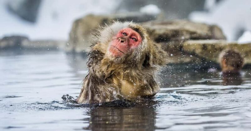 Tokyo: Nagano Snow Monkey and Zenkoji Temple Private Tour - The Sum Up