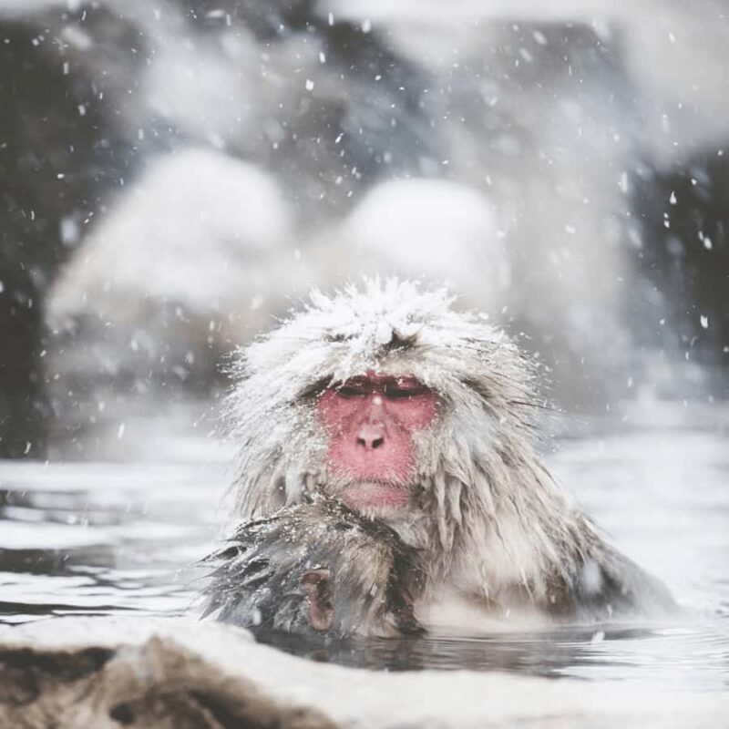 Tokyo / Nagano Snow Monkey, Obuse, Customized Private Tour - Good To Know