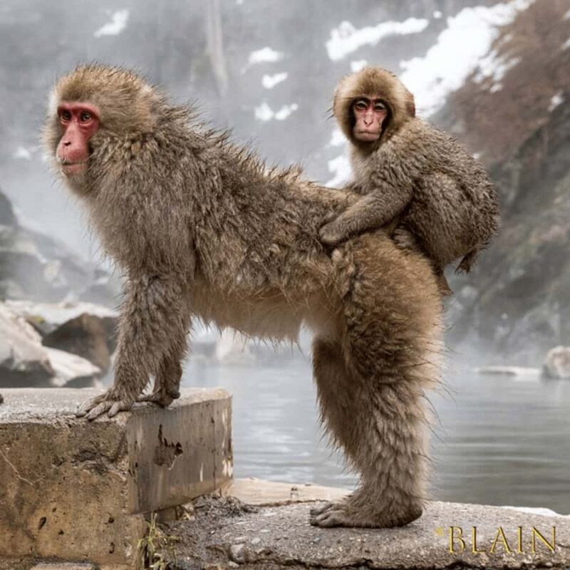 Tokyo & Nagano: Snow Monkey & Zenkoji Temple Adjustable Tour - Good To Know