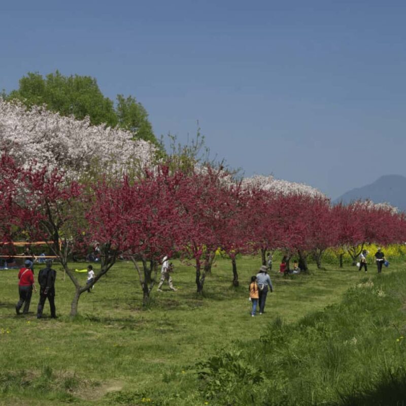 Tokyo & Nagano: Snow Monkey & Zenkoji Temple Adjustable Tour - FAQ