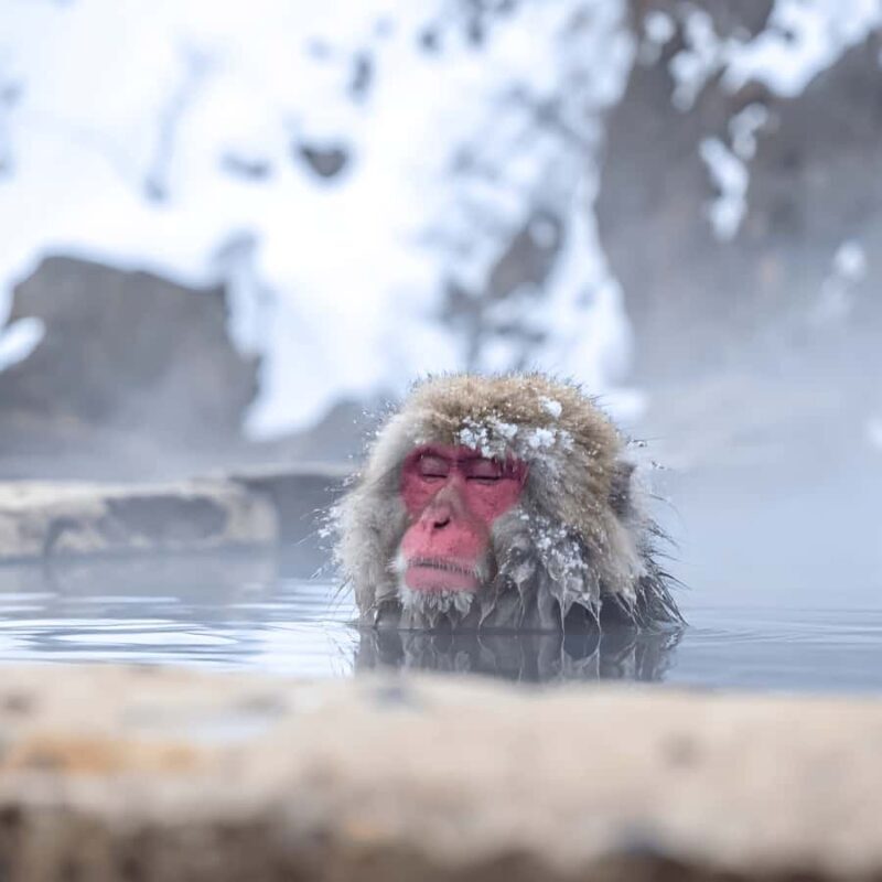 Tokyo Nagano: Snow Monkey & Zenkoji Temple Private Tour - An In-Depth Look at the Tour Experience