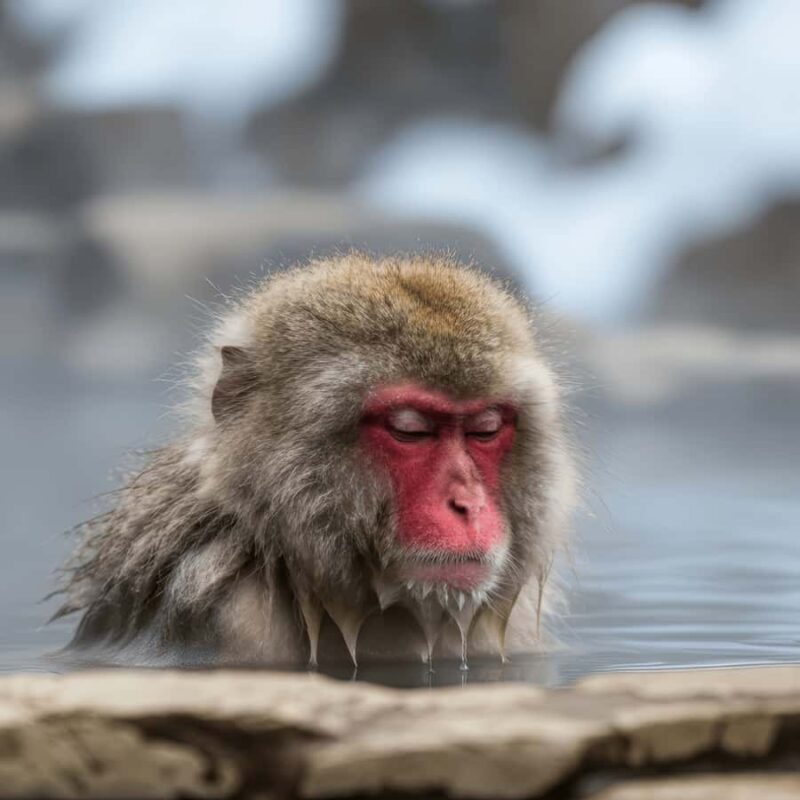 Tokyo Nagano: Snow Monkey & Zenkoji Temple Private Tour - Pricing and Value Analysis