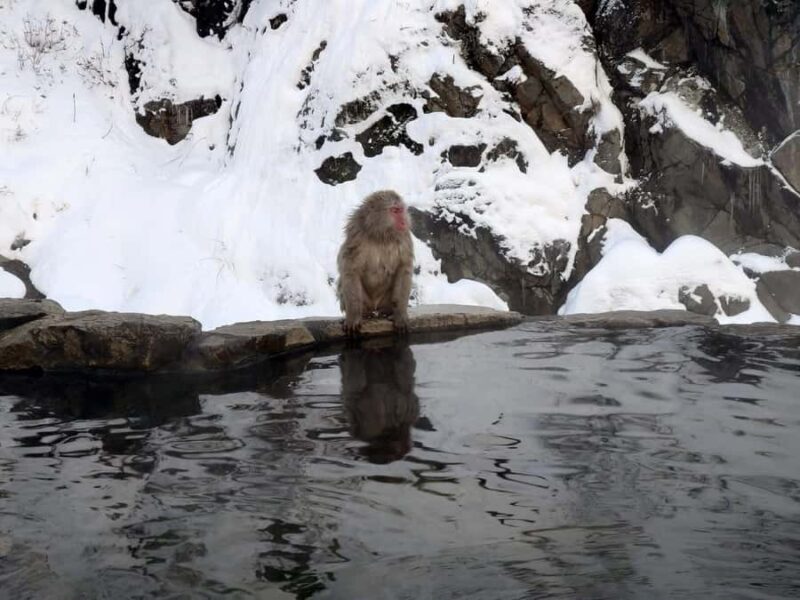 Tokyo: Nagano Snow Monkeys and Zenko-ji Temple Day Trip - Good To Know
