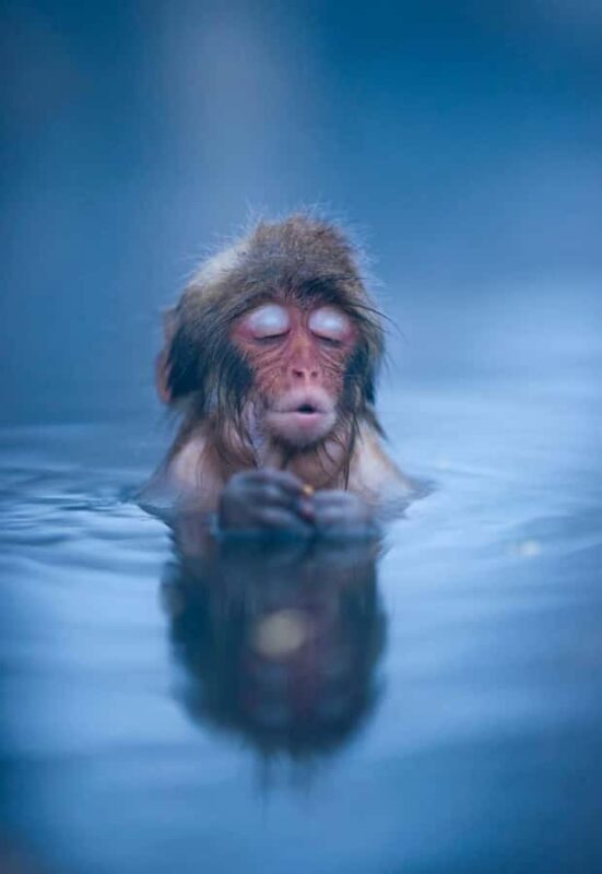 Tokyo: Nagano Snow Monkeys and Zenko-ji Temple Day Trip - Introduction to the Tour Experience