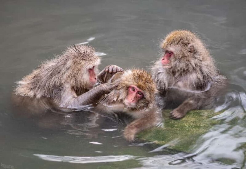 Tokyo: Nagano Snow Monkeys and Zenko-ji Temple Day Trip - Who Is This Tour For?